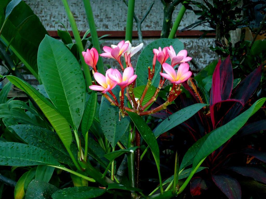 Dewa Put Guest House Ubud Zewnętrze zdjęcie